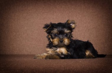 küçük köpek Yorkshire terrier görünümlü