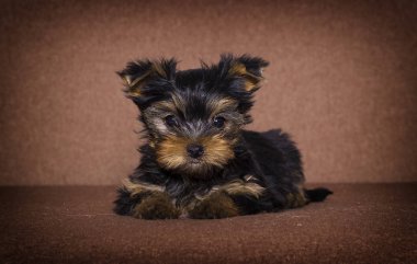 küçük köpek Yorkshire terrier görünümlü