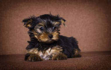 küçük köpek Yorkshire terrier görünümlü