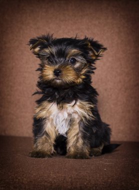 küçük köpek Yorkshire terrier görünümlü