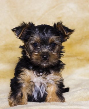küçük köpek Yorkshire terrier görünümlü
