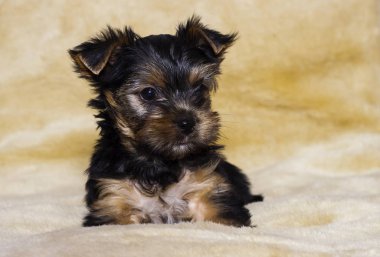 küçük köpek Yorkshire terrier görünümlü