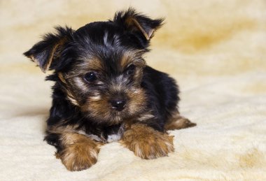 küçük köpek Yorkshire terrier görünümlü