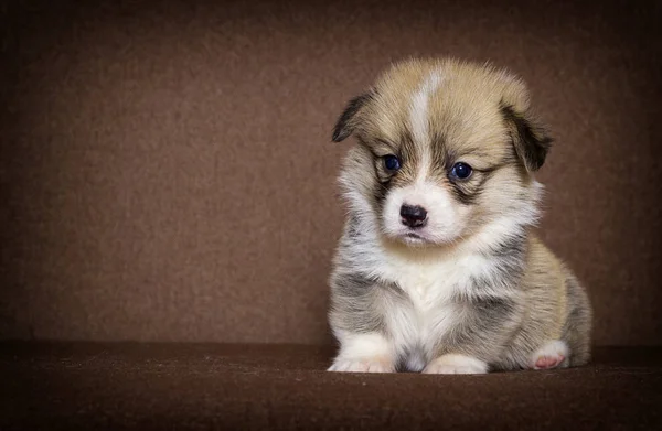 Little welsh corgi puppy looking — Stock Photo, Image
