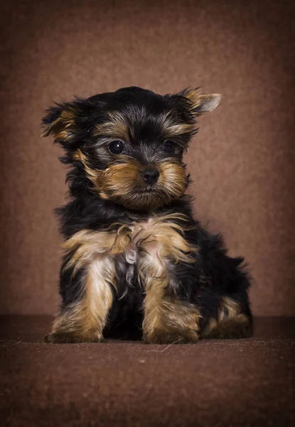 Little Puppy Yorkshire Terrier szuka — Zdjęcie stockowe