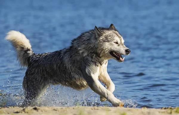 マラミュート犬は砂浜の青い川で泳ぐ — ストック写真