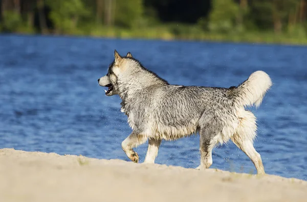 マラミュート犬は砂浜の青い川で泳ぐ — ストック写真