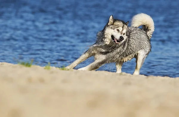 犬は砂浜で走る — ストック写真