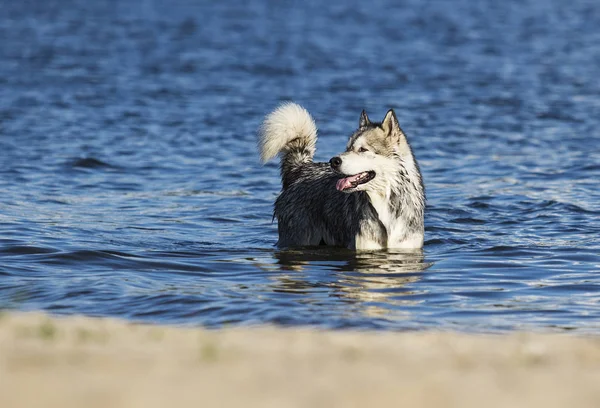 犬は砂浜で走る — ストック写真