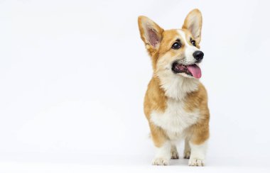 köpek yavrusu görünüyor, doğurmak galce corgi pembroke