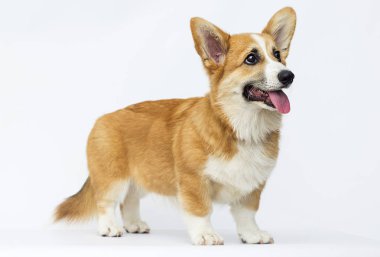 köpek yavrusu görünüyor, doğurmak galce corgi pembroke