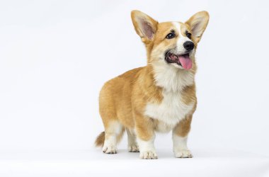 küçük köpek yavrusu görünüyor, doğurmak galce corgi pembroke