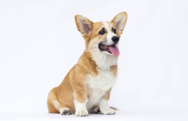 Beyaz bir arka plan üzerinde tam büyüme Galler Corgi köpek yavrusu