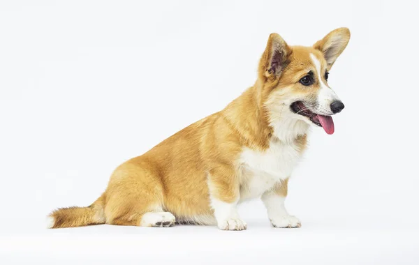 Little puppy sits and looks, breed welsh corgi pembroke — Stock Photo, Image