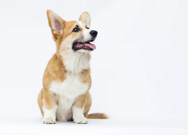 Beyaz bir arka plan üzerinde tam büyüme Galler Corgi köpek yavrusu — Stok fotoğraf