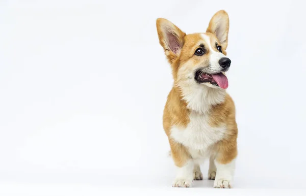 Puppy looks, breed welsh corgi pembroke — Stock Photo, Image