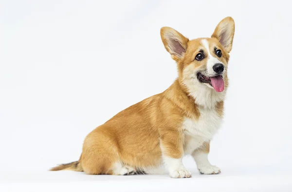 Szczeniak wygląda, rasy Welsh Corgi Pembroke — Zdjęcie stockowe