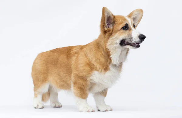 白い背景に完全な成長でウェールズコーギー子犬 — ストック写真
