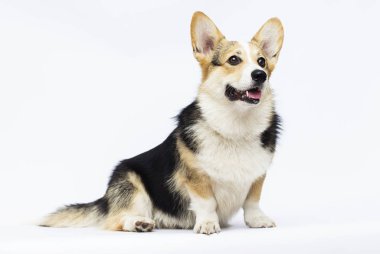 tam uzunlukta beyaz bir arka plan üzerinde yetişkin galler corgi cins köpek