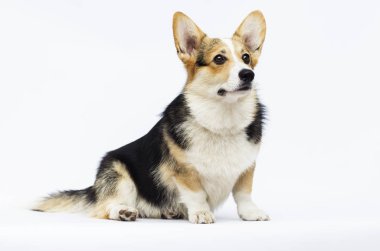 tam uzunlukta beyaz bir arka plan üzerinde yetişkin galler corgi cins köpek
