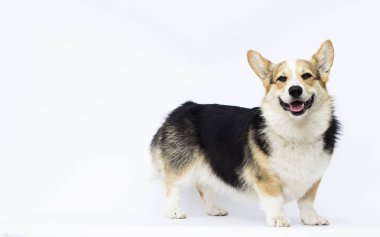 köpek gülümseyen cins Galler Corgi beyaz bir b tam büyüme duruyor