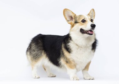 köpek beyaz bir backgroun üzerinde tam büyüme Galler Corgi doğurmak standları