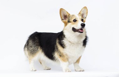 köpek beyaz bir backgroun üzerinde tam büyüme Galler Corgi doğurmak standları