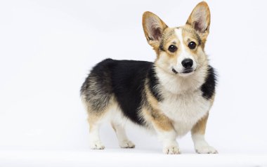 köpek beyaz bir backgroun üzerinde tam büyüme Galler Corgi doğurmak standları