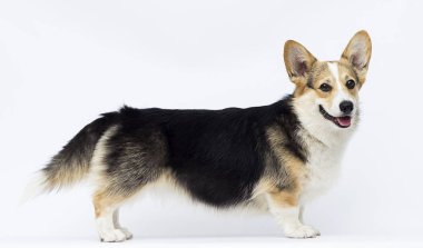 köpek beyaz bir backgroun üzerinde tam büyüme Galler Corgi doğurmak standları