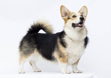 köpek beyaz bir backgroun üzerinde tam büyüme Galler Corgi doğurmak standları