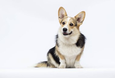 beyaz bir backgrou tam büyüme Galler Corgi doğurmak oturan köpek