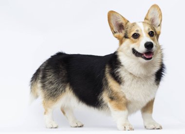 köpek beyaz bir backgroun üzerinde tam büyüme Galler Corgi doğurmak standları