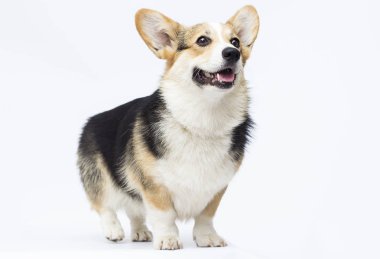 köpek beyaz bir backgroun üzerinde tam büyüme Galler Corgi doğurmak standları