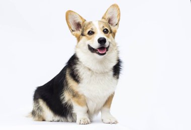 köpek oturma ve bir wh tam uzunlukta galce corgi cins bakarak