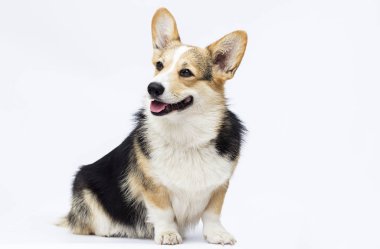 köpek oturma ve bir wh tam uzunlukta galce corgi cins bakarak