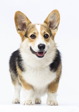köpek beyaz bir backgroun üzerinde tam büyüme Galler Corgi doğurmak standları
