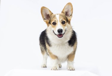 köpek beyaz bir backgroun üzerinde tam büyüme Galler Corgi doğurmak standları