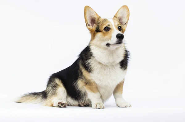 Erwachsene walisische Corgi-Rasse Hund auf weißem Hintergrund in voller Länge — Stockfoto