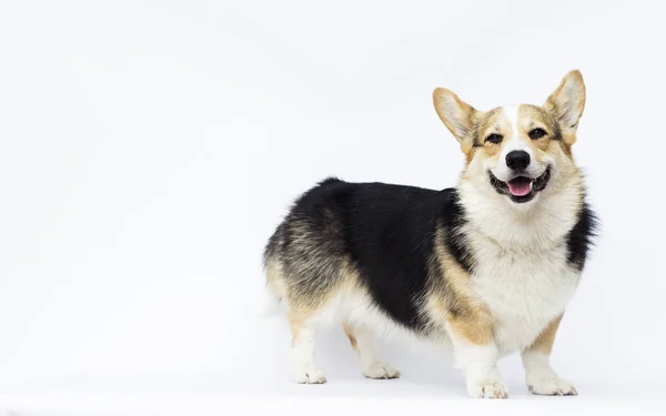 Pies uśmiechnięty rasy Welsh Corgi stoi w pełnym wzroście na białym b — Zdjęcie stockowe