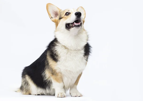 Perro sentado y mirando en longitud completa galés corgi crianza en un wh —  Fotos de Stock