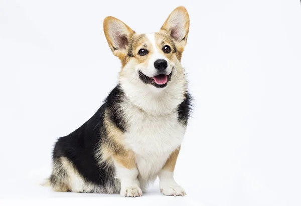 Cão sentado e olhando para full-length galês corgi raça em um wh — Fotografia de Stock