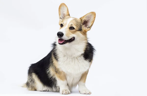 Dog sitting and looking at full-length Welsh corgi breed on a wh — стоковое фото