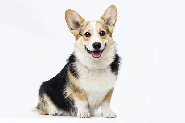 Cão sentado e olhando para full-length galês corgi raça em um wh — Fotografia de Stock