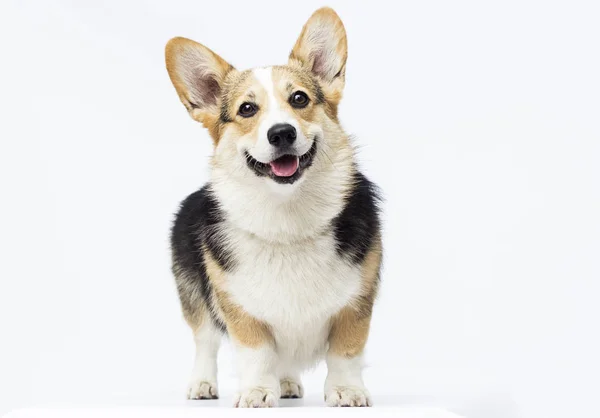 Dog stands Welsh Corgi breed in full growth on a white backgroun — Stock Photo, Image