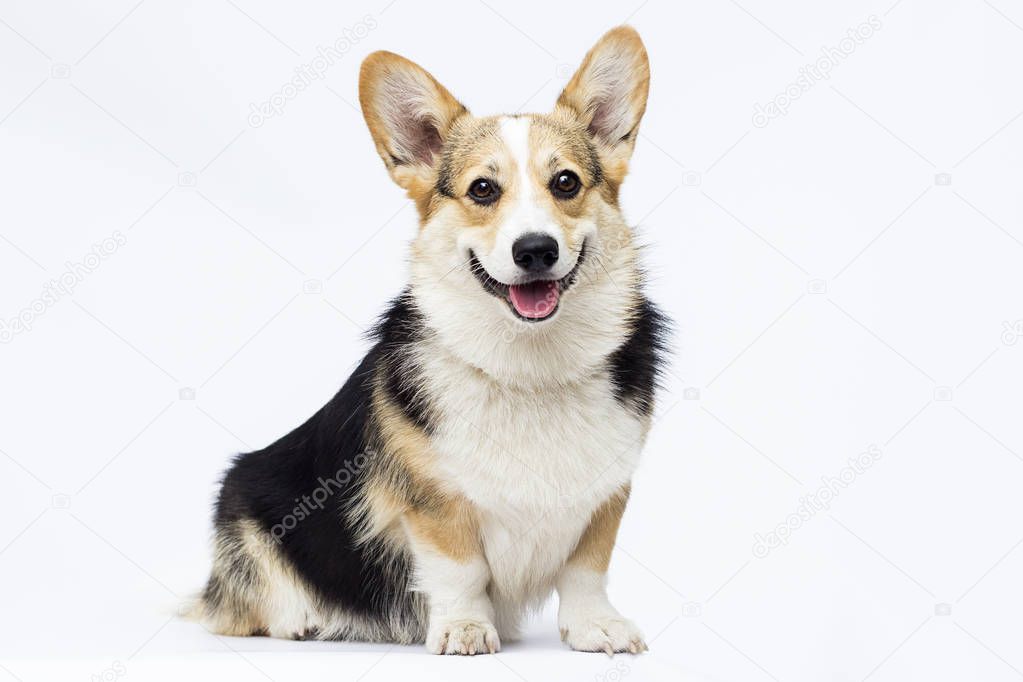 dog sitting and looking at full-length welsh corgi breed on a wh