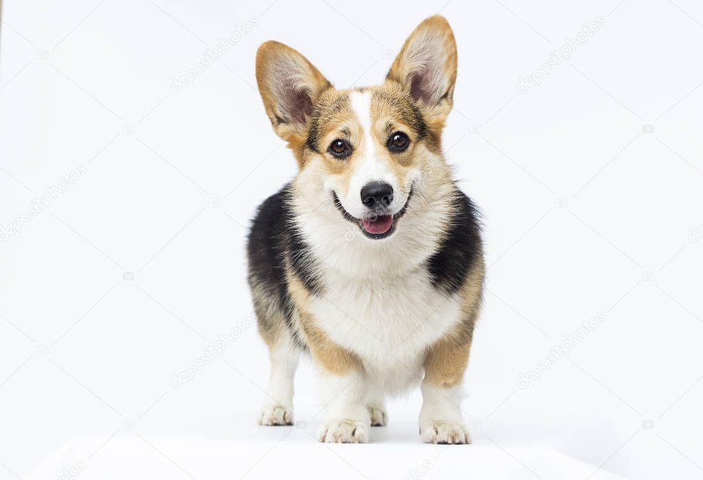 dog stands Welsh Corgi breed in full growth on a white backgroun