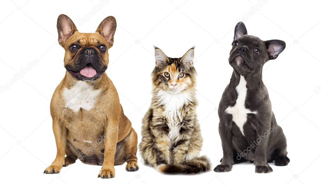 purebred, isolated, sitting, group, dog, canine, white, white ba