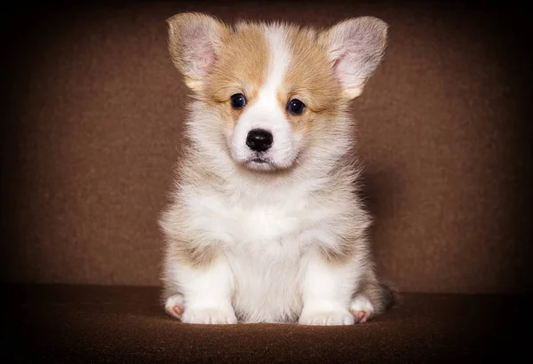 Little welsh corgi puppy sitting and looking — Stock Photo, Image
