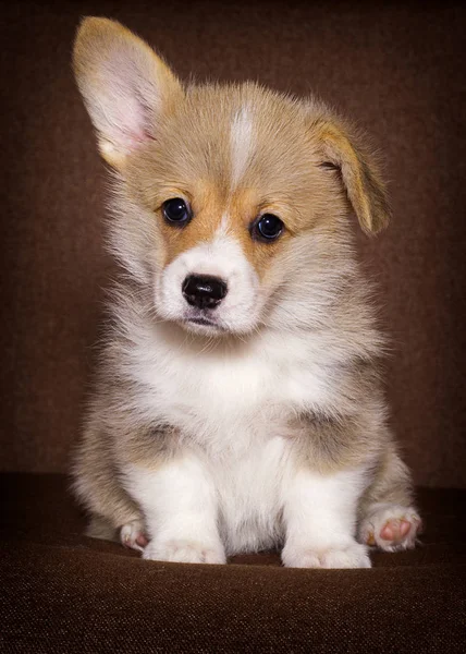 Little welsh puppy is looking — Stock Photo, Image