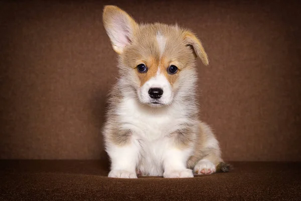 Mały Welsh Puppy szuka — Zdjęcie stockowe